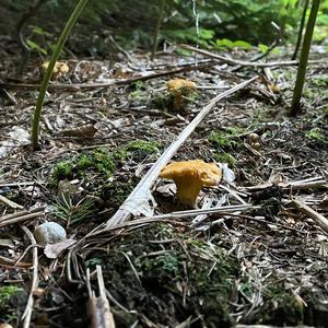 Chanterelle, Common