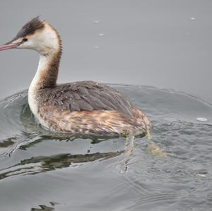 Great Crested Grebe