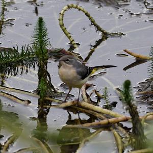 Grey Wagtail