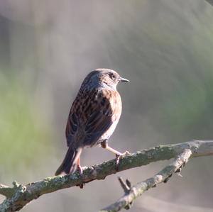 Hedge Accentor