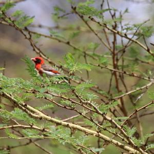 Red-headed Weaver