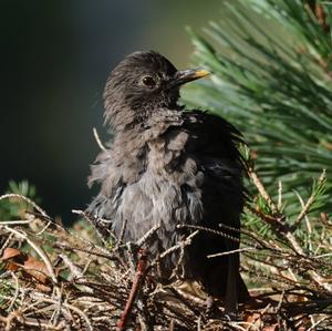 Eurasian Blackbird