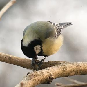 Great Tit