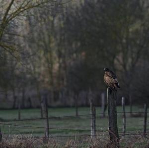 Mäusebussard