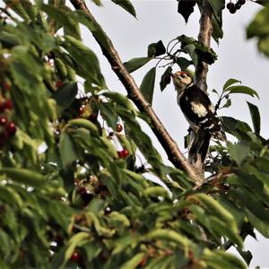 Great Spotted Woodpecker