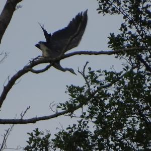 Grey Heron