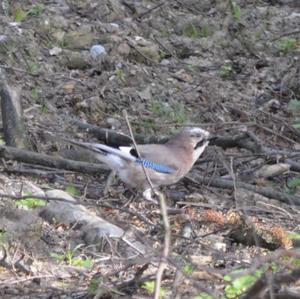 Eurasian Jay