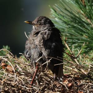 Eurasian Blackbird