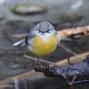 Grey Wagtail