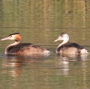 Great Crested Grebe