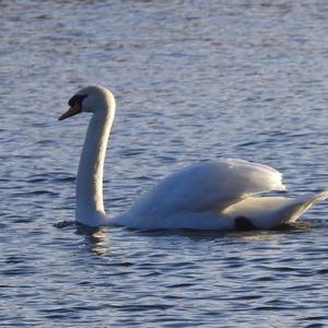 Mute Swan