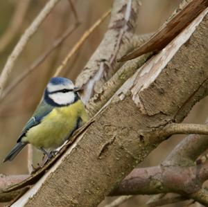 Blue Tit