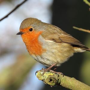 European Robin