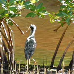 Yellow-crowned Night-heron