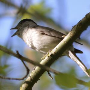 Blackcap