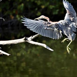 Tricoloured Heron