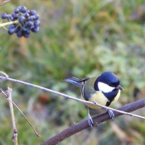 Great Tit