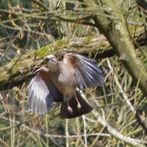 Eurasian Jay