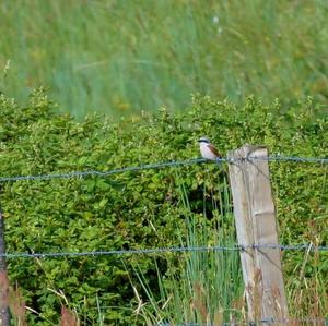 Red-backed Shrike