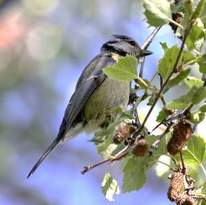 Blue Tit