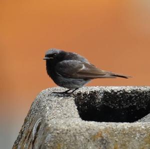 Black Redstart