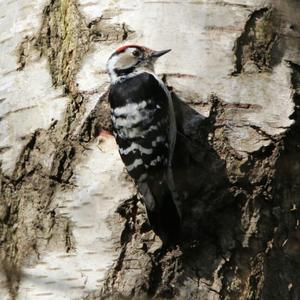 Lesser Spotted Woodpecker