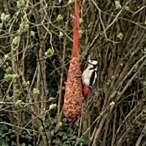 Great Spotted Woodpecker