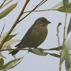 European Greenfinch