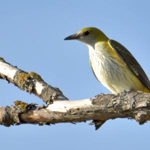 Eurasian Golden Oriole