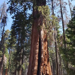 Giant Sequoia