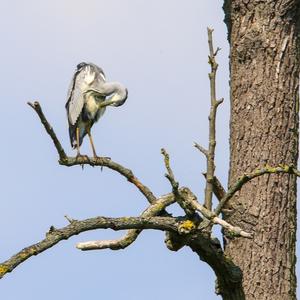 Grey Heron