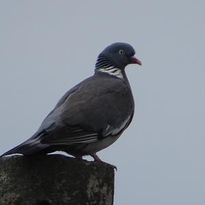 Common Wood-pigeon