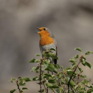 European Robin