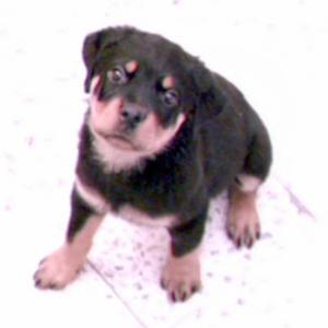 Rottweiler