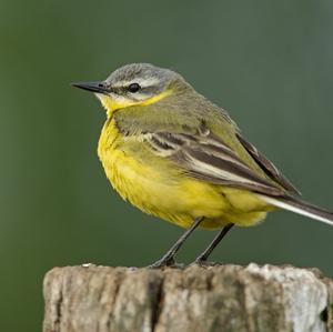 Yellow Wagtail