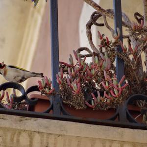 European Goldfinch