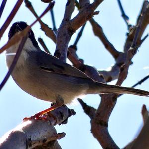 Sardinian Warbler