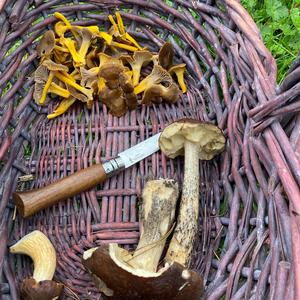 Trumpet Chanterelle