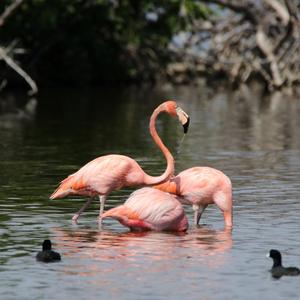 Greater Flamingo