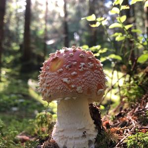 Fly Agaric