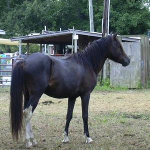 Assateague Pony