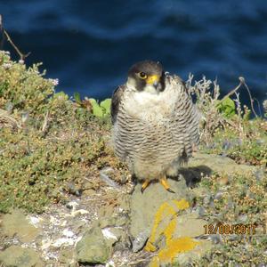 Peregrine Falcon