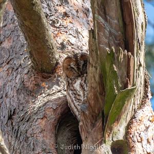 Tawny Owl