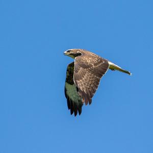 Common Buzzard