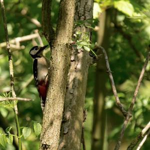 Great Spotted Woodpecker