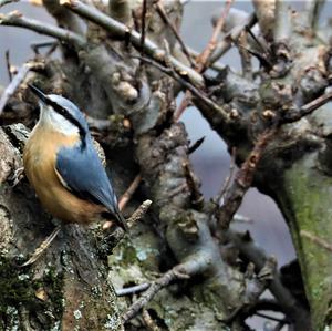 Wood Nuthatch