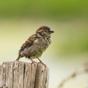 House Sparrow