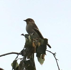 European Pied Flycatcher