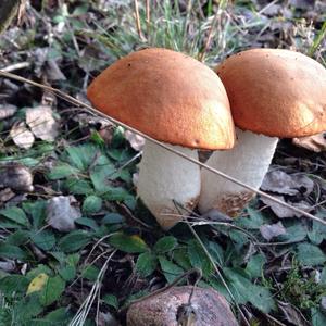 Orange Birch Bolete