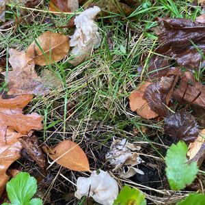 Fluted White Helvella